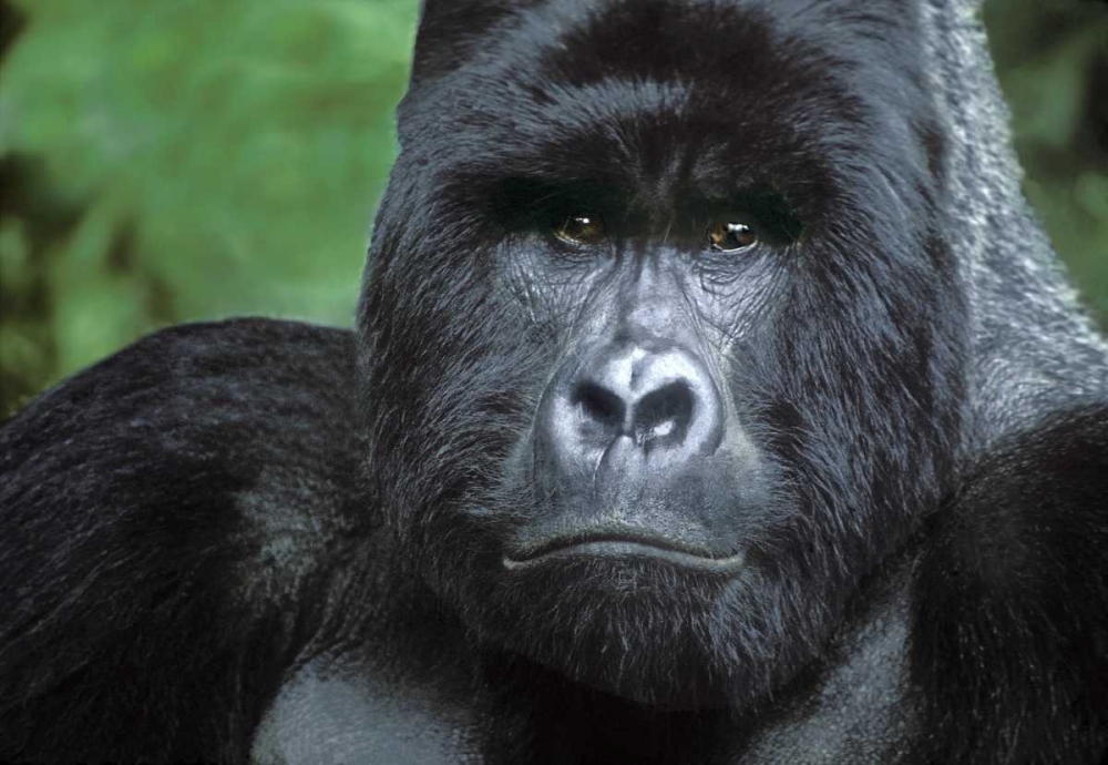 Zaire, Virungas NPSilverback mountain gorilla